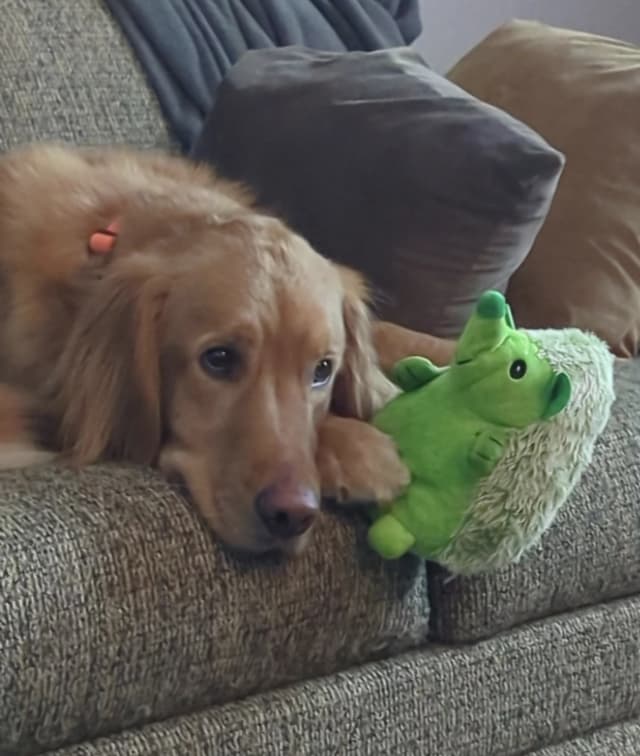 My dog